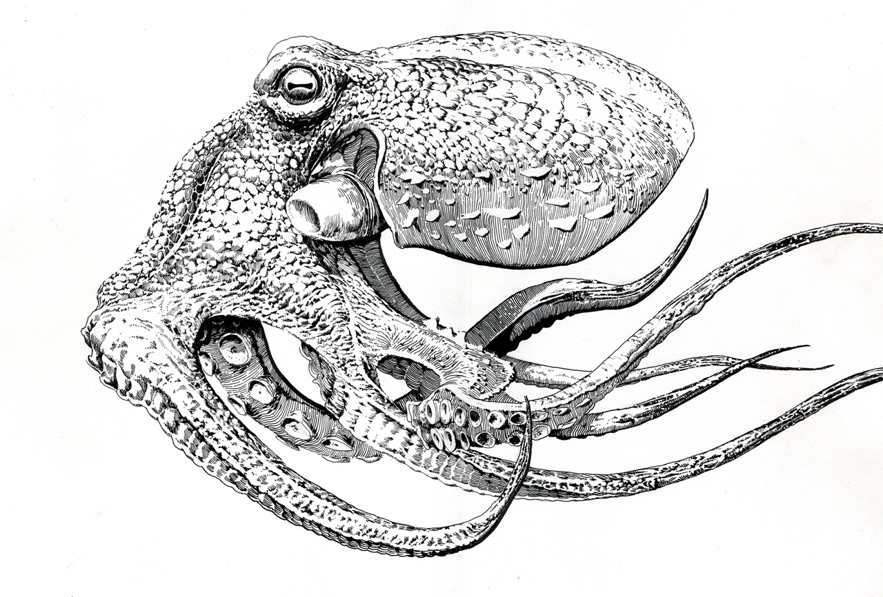 1280x866 Realistic Octopus Drawings - Realistic Octopus Drawing