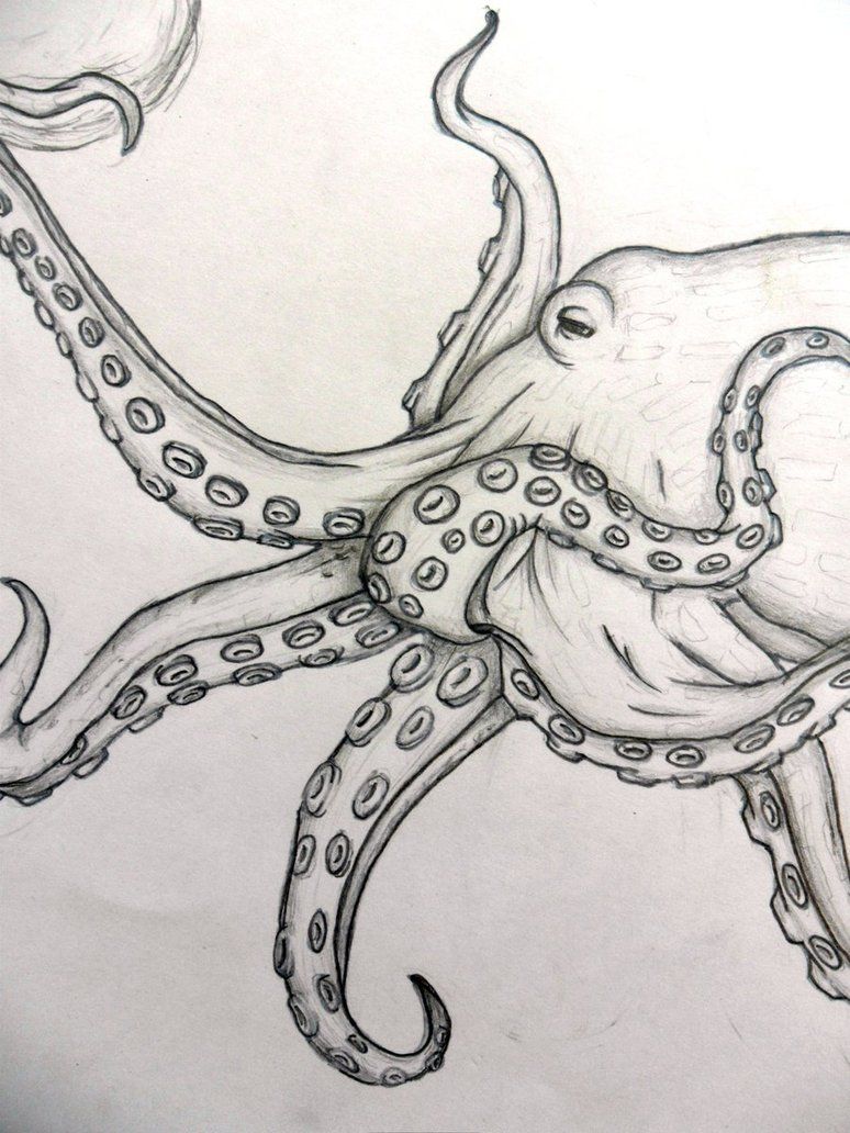 774x1032 Realistic Octopus - Realistic Octopus Drawing