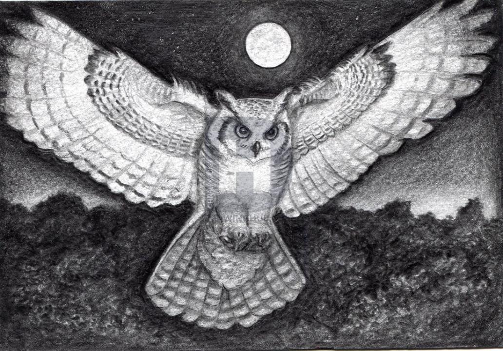 1032x720 How To Draw A Realistic Owl, Draw A Real Owl, Step - Realistic Owl Drawing