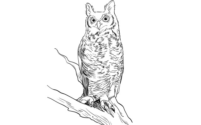 640x400 How To Draw A Realistic Owl Step - Realistic Owl Drawing