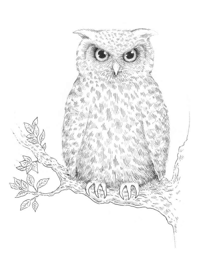 850x1049 How To Draw An Owl - Realistic Owl Drawing