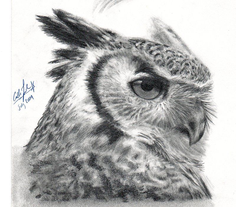 800x702 I Wanted To Draw A Realistic Owl I Also Want To Practice More - Realistic Owl Drawing