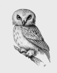 Realistic Owl Drawing at PaintingValley.com | Explore collection of ...