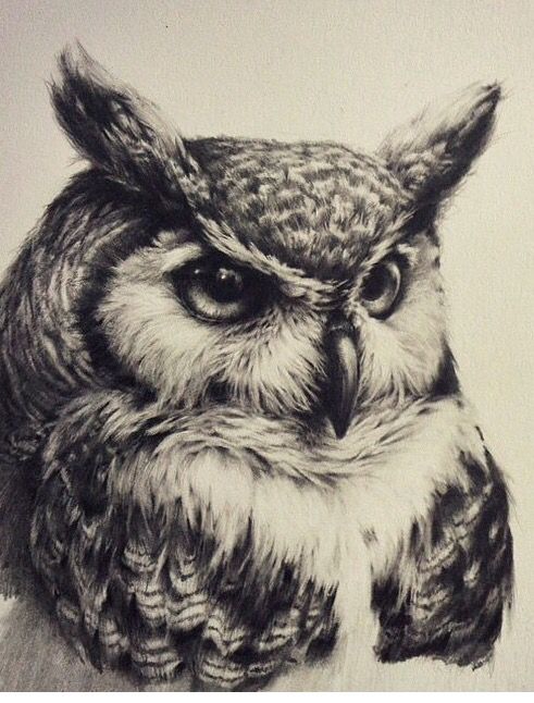 Realistic Owl Drawing at PaintingValley.com | Explore collection of ...