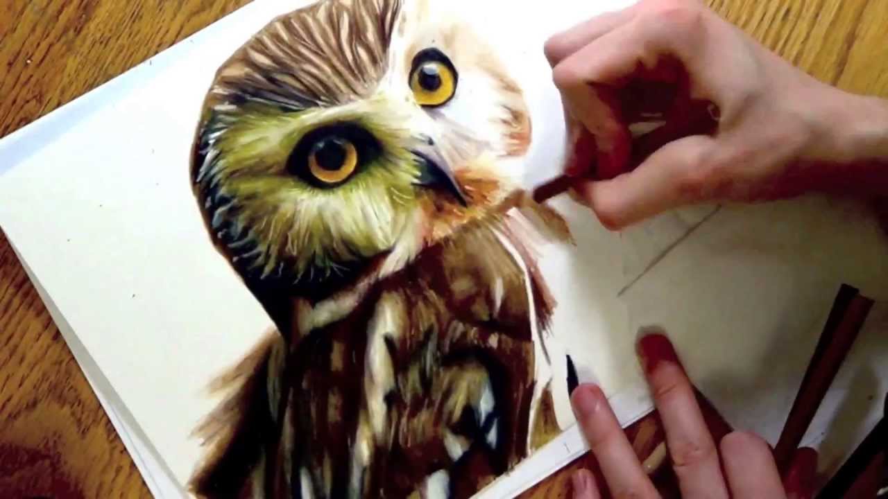 1280x720 Realistic Drawing Of An Owl - Realistic Owl Drawing