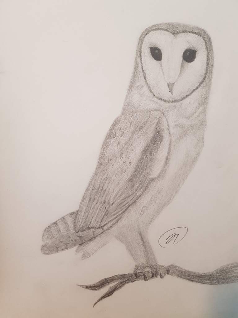 768x1024 Realistic Owl Drawing Arts And Ocs Amino - Realistic Owl Drawing