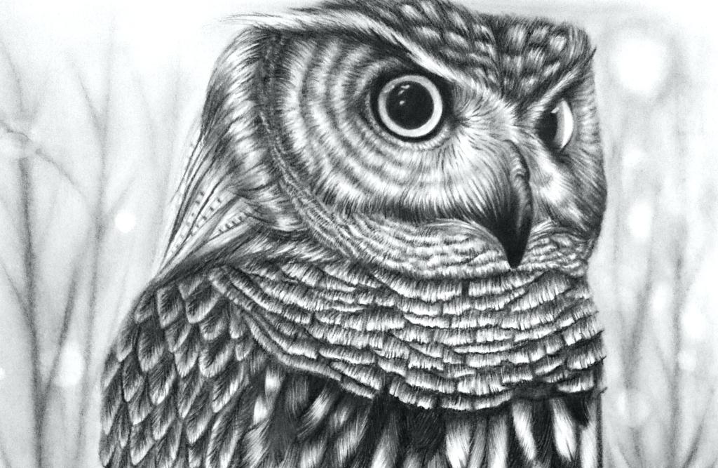1024x667 owl drawing realism for free download - Realistic Owl Drawing