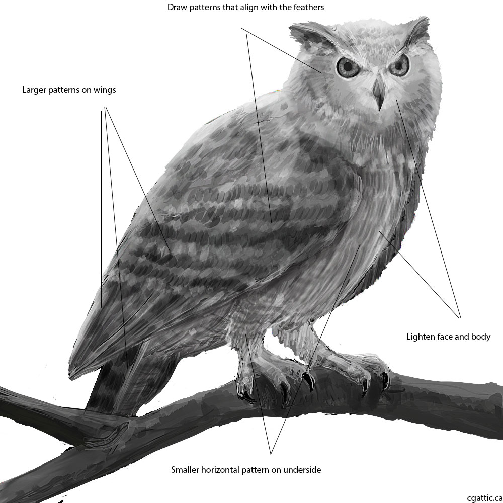 1000x1000 Realistic Owl Drawings In Steps With Photoshop - Realistic Owl Drawing