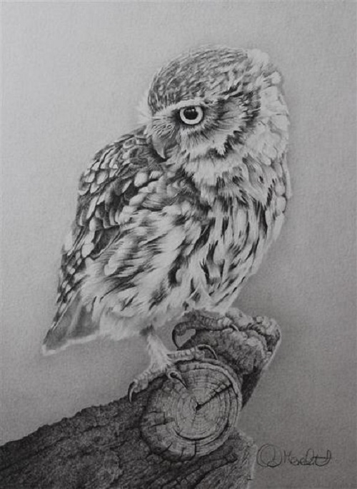 500x685 Realistic Pencil Drawing - Realistic Owl Drawing