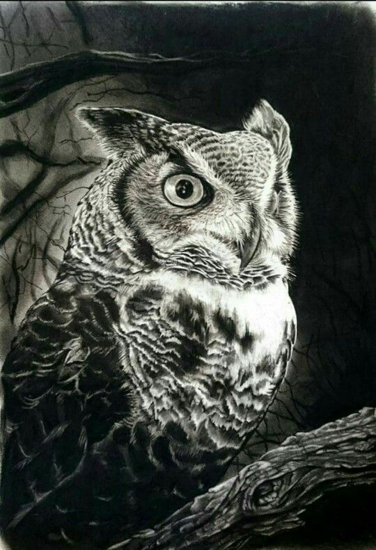 540x791 Amazing Hyper Realistic Charcoal Drawing Of Owl - Realistic Owl Drawing