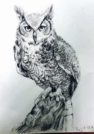 Realistic Owl Drawing at PaintingValley.com | Explore collection of ...