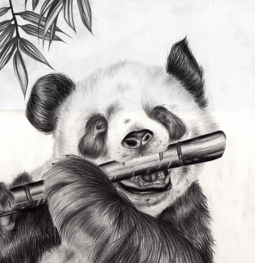 Realistic Panda Drawing at PaintingValley.com | Explore collection of