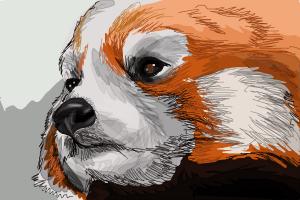 300x200 How To Draw A Red Panda - Realistic Panda Drawing