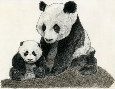 400x310 Image Result For How To Draw A Realistic Panda Bear Step - Realistic Panda Drawing