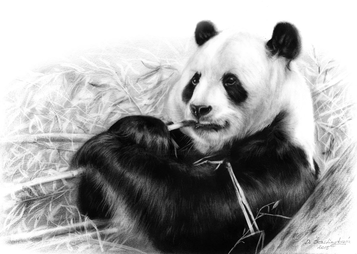 Realistic Panda Drawing at Explore collection of