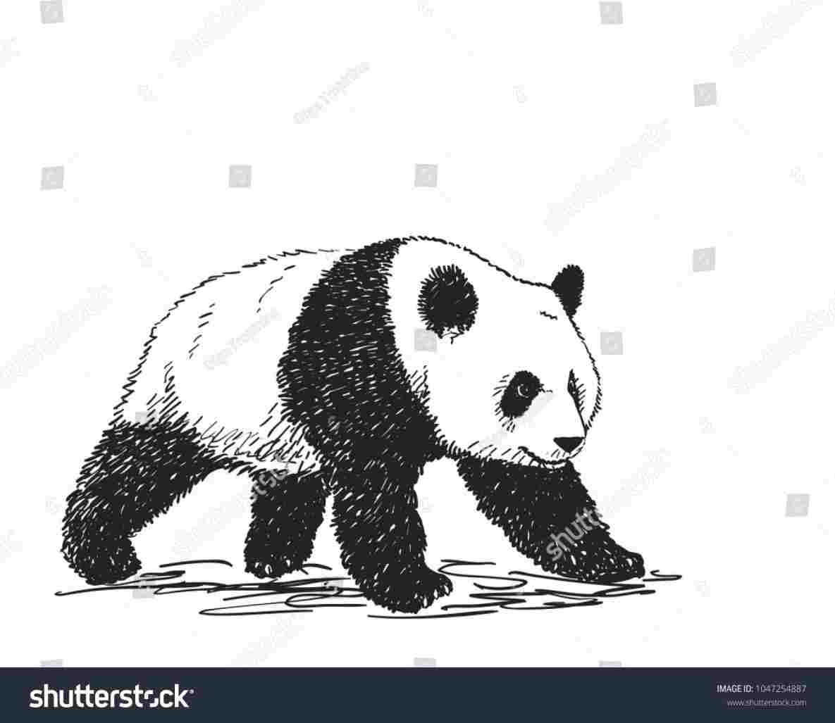 Панда сбоку рисунок