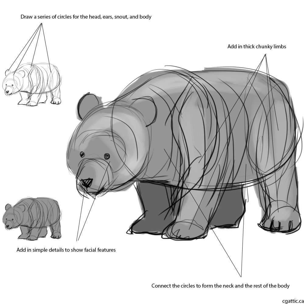 1000x1000 Realistic Panda Drawing In Steps With Photoshop - Realistic Panda Drawing