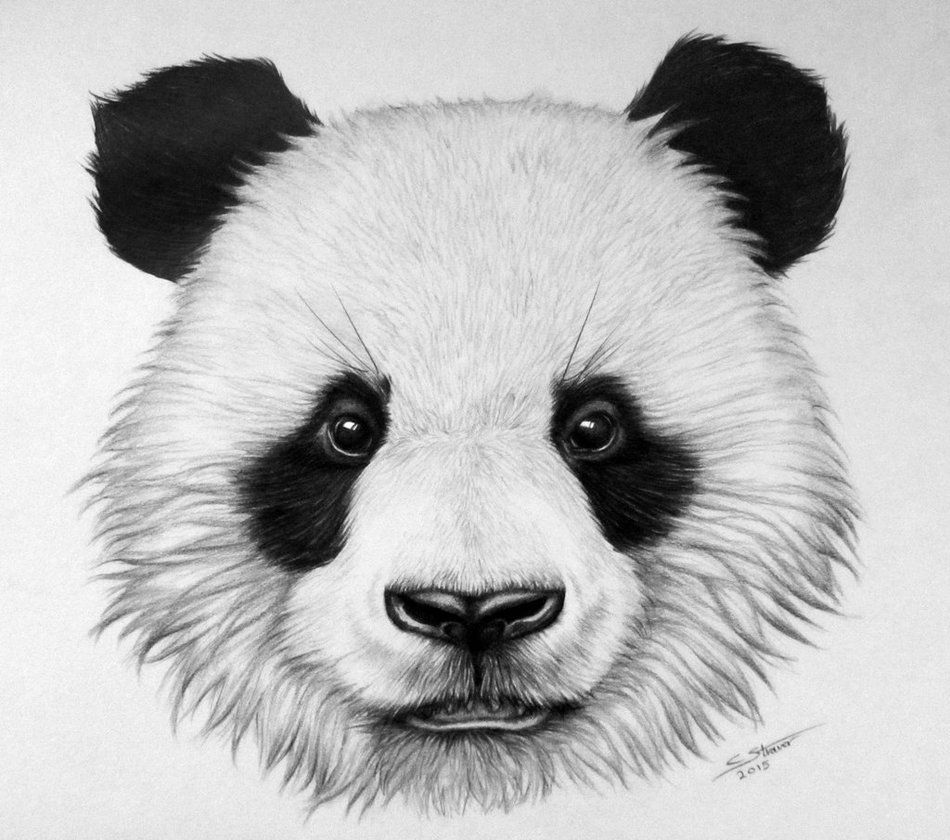 Realistic Panda Drawing At Paintingvalley Com Explore Collection