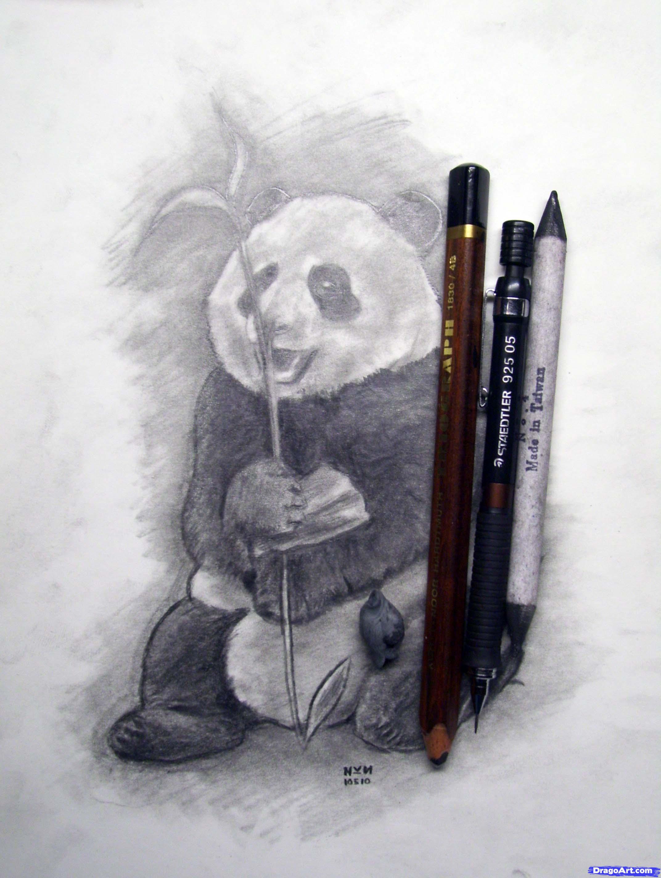 2144x2848 how to draw a realistic panda, draw real panda, step - Realistic Panda Drawing