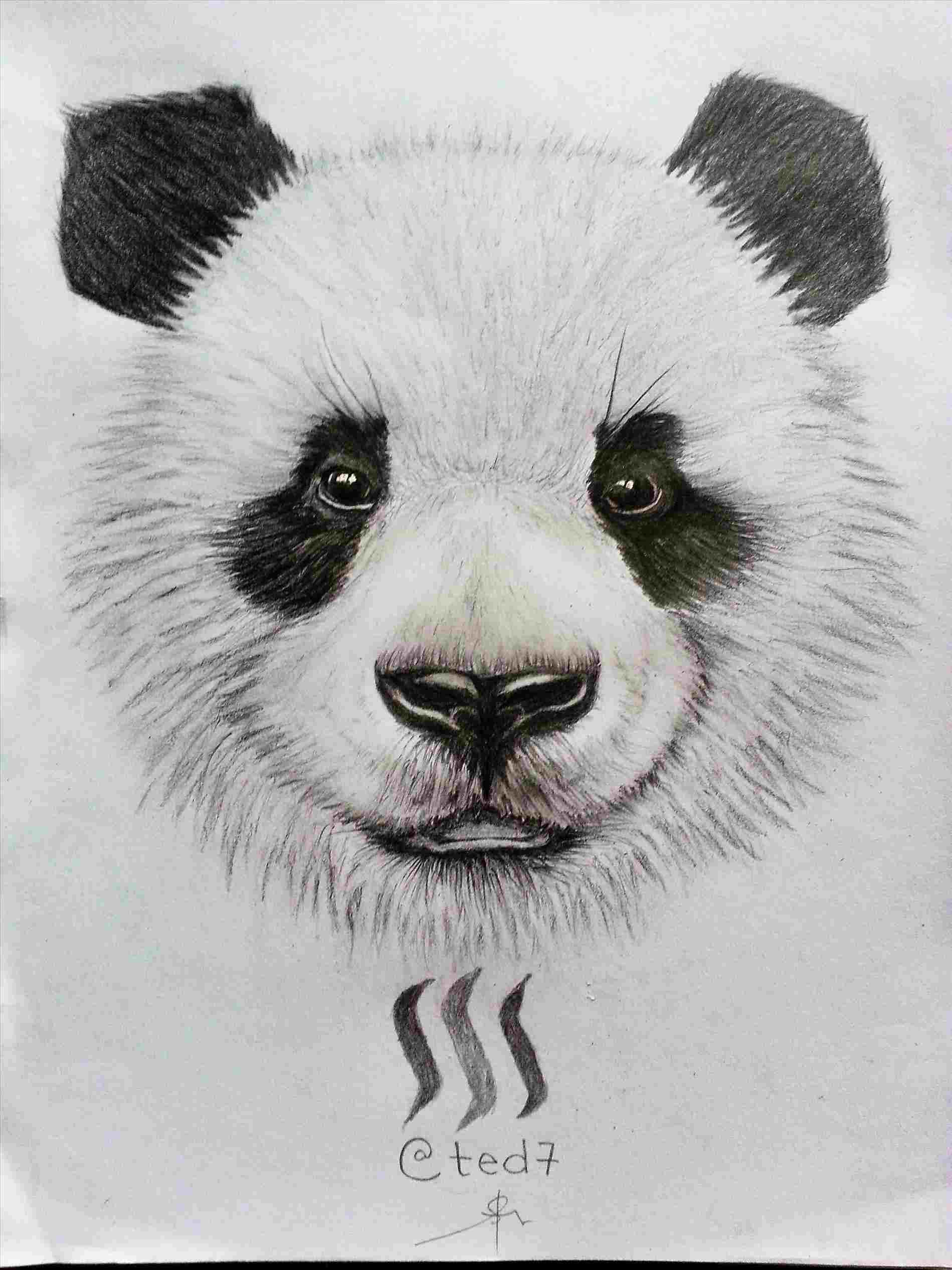 Realistic Panda Drawing at Explore collection of