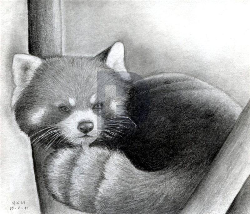 800x684 How To Draw A Red Panda, Step - Realistic Panda Drawing