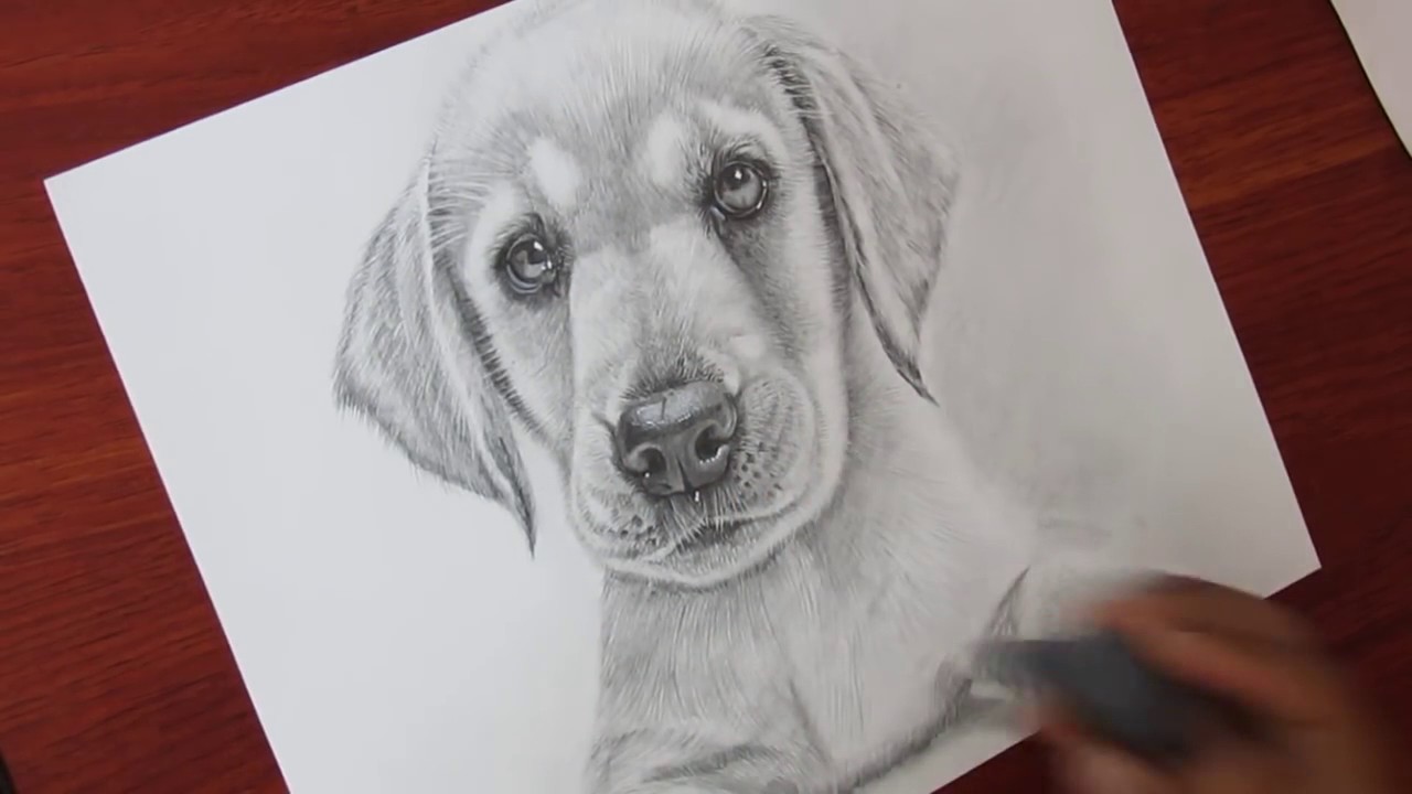 Realistic Puppy Drawing at PaintingValley.com | Explore collection of ...