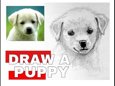 480x360 How To Draw A Puppy - Realistic Puppy Drawing