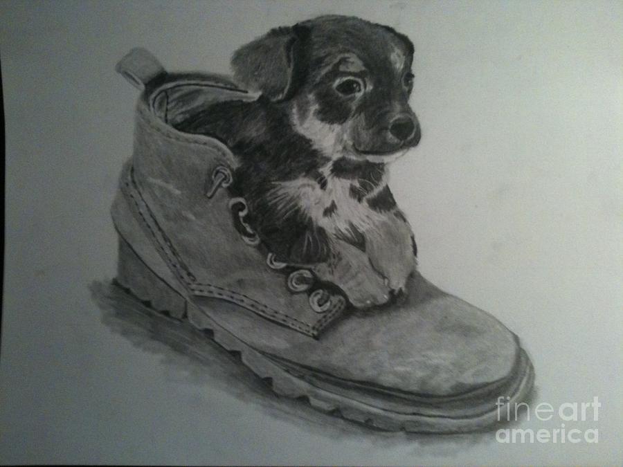 900x675 Puppy In Shoe Drawing - Realistic Puppy Drawing