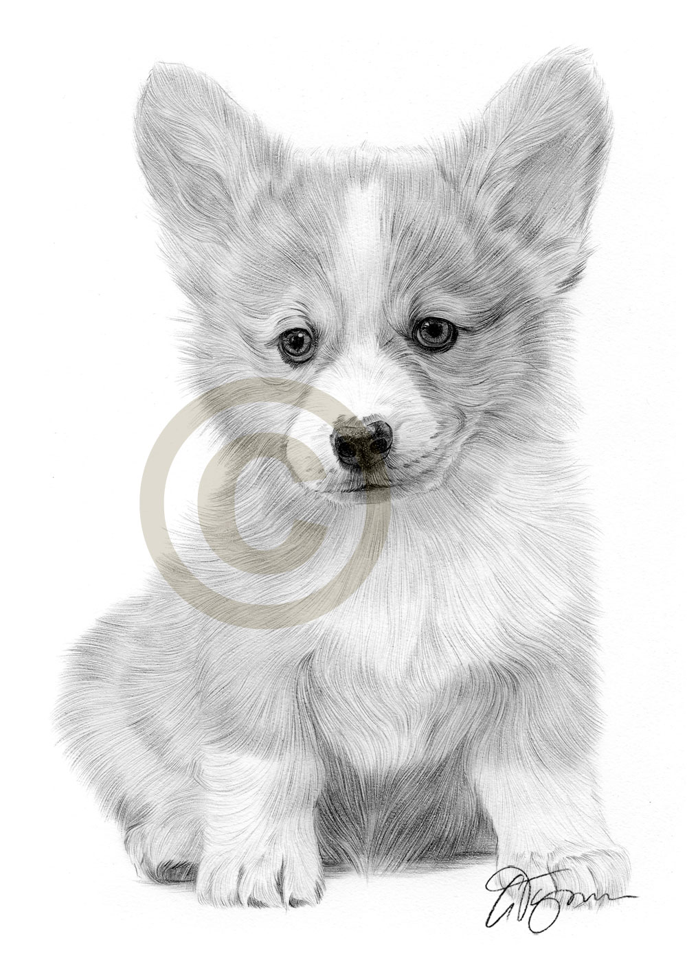 Realistic Puppy Drawing at PaintingValley.com | Explore collection of ...