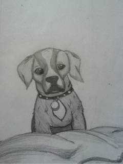 240x320 Realistic Puppy - Realistic Puppy Drawing
