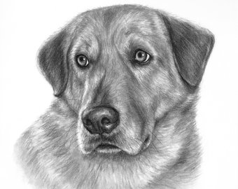 340x270 Custom Pet Drawing Etsy - Realistic Puppy Drawing