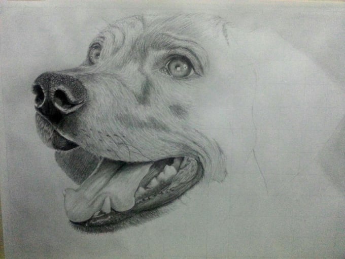 680x510 Draw Realistic Pet Animal Drawing In Graphite Pencil - Realistic Puppy Drawing