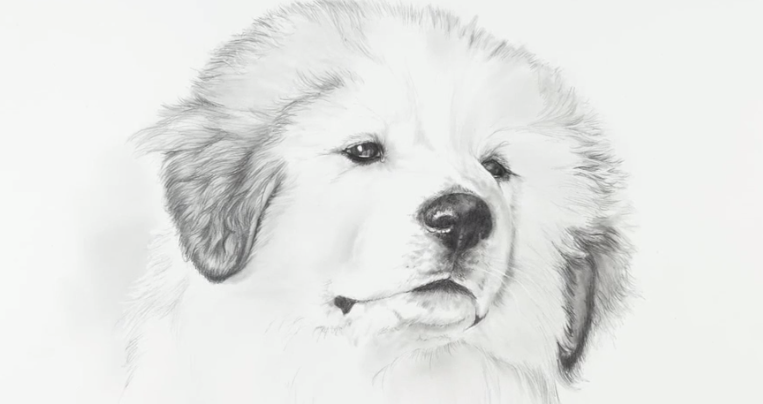 763x404 drawing secrets realistic pets with carrie stuart parks - Realistic Puppy Drawing