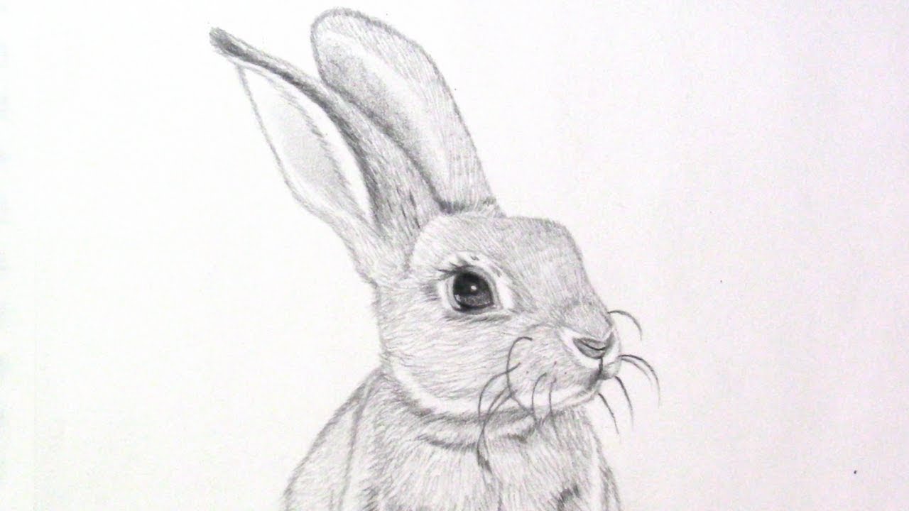 Realistic Rabbit Drawing at Explore collection of