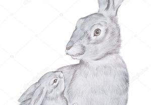 300x210 How To Draw A Realistic Rabbit Step - Realistic Rabbit Drawing