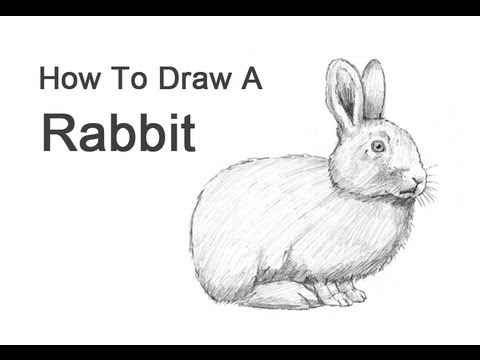 480x360 How To Draw A Rabbit - Realistic Rabbit Drawing