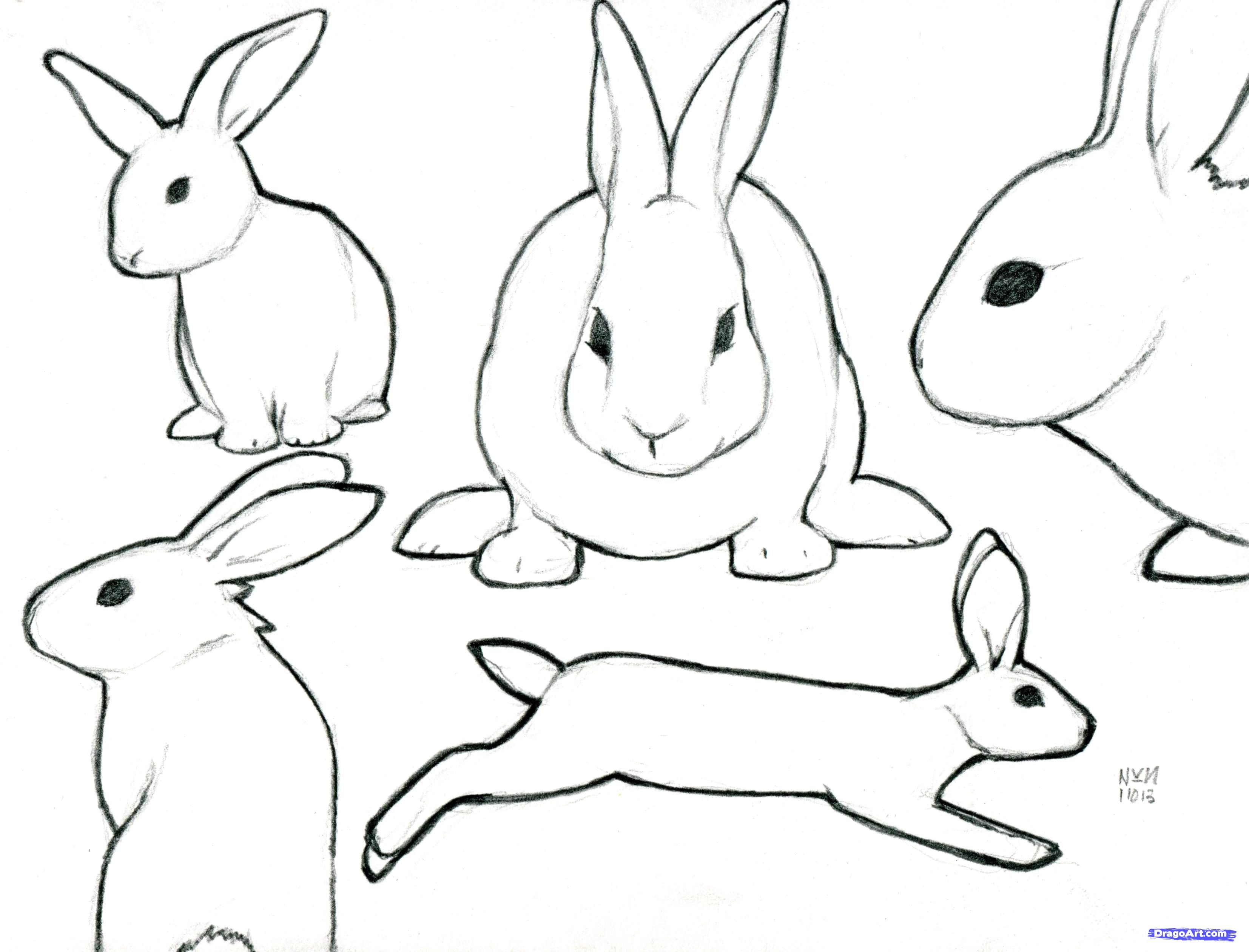 3308x2520 How To Sketch A Rabbit, Step - Realistic Rabbit Drawing