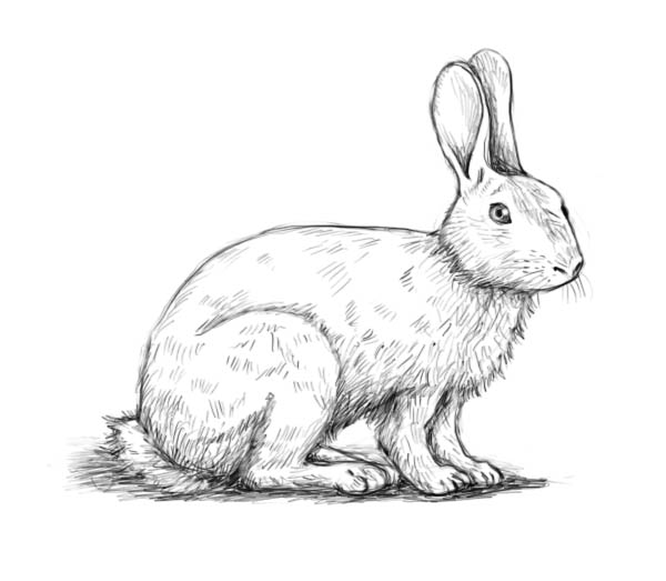 600x523 How To Draw A Rabbit - Realistic Rabbit Drawing