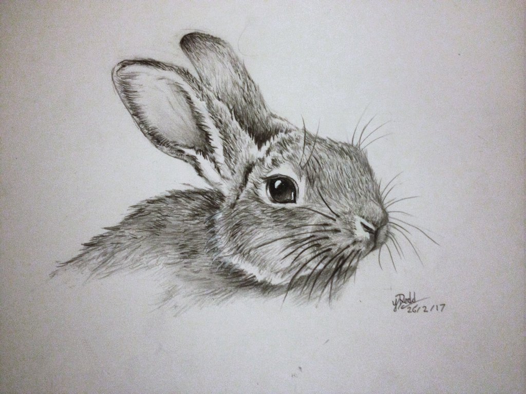 1024x768 Rabbit Drawing, Pencil, Sketch, Colorful, Realistic Art Images - Realistic Rabbit Drawing