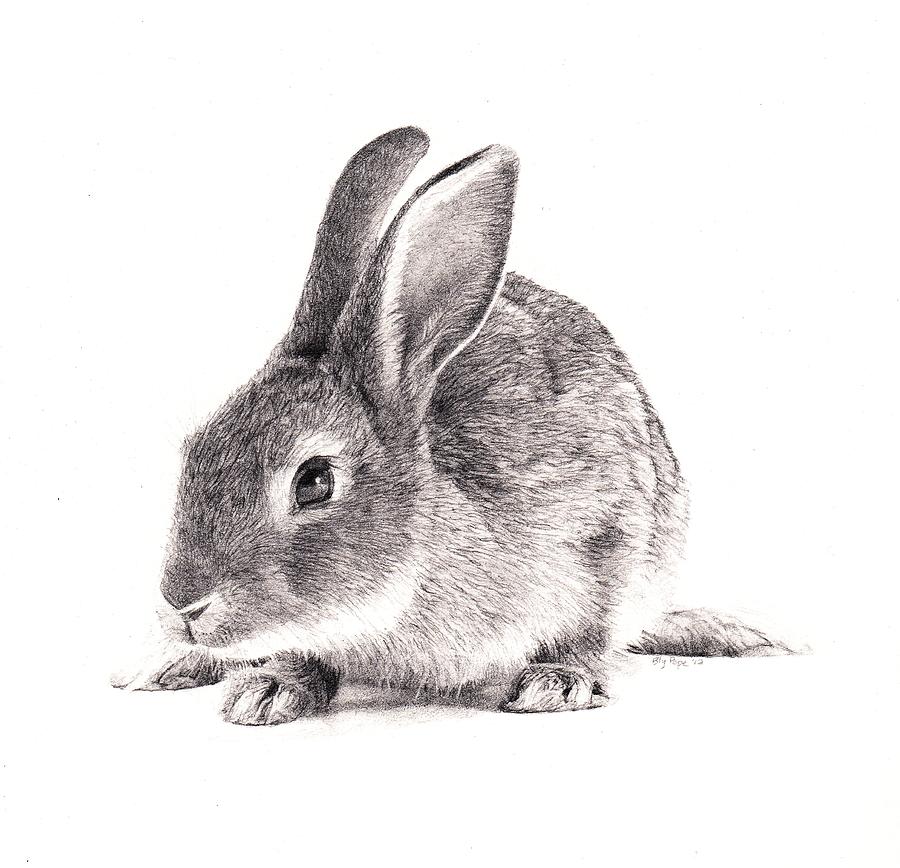 900x868 Rabbit Drawing - Realistic Rabbit Drawing