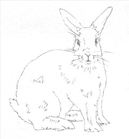 500x538 Awesome How To Draw A Bunny Sketch Images Drawing Sketch - Realistic Rabbit Drawing