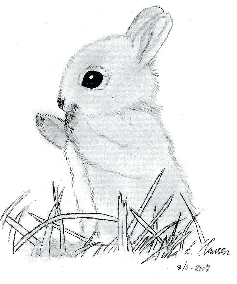Realistic Rabbit Drawing at Explore collection of