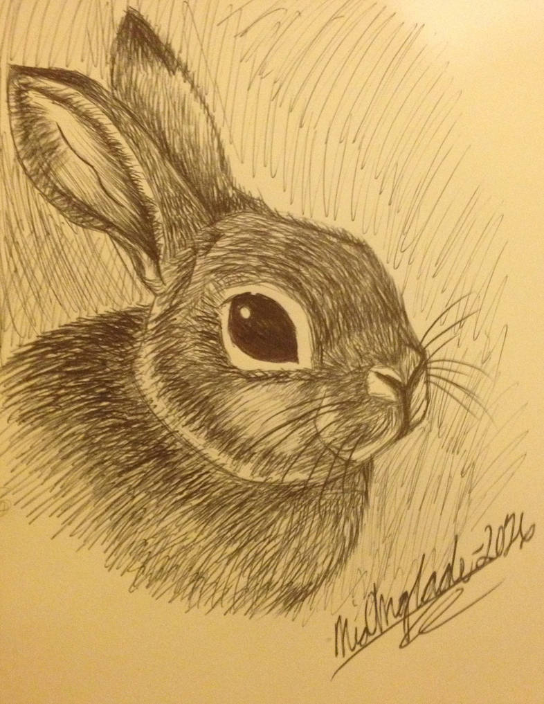 Realistic Rabbit Drawing at Explore collection of