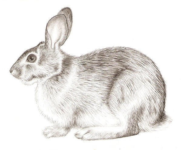 600x495 Bunny Drawing, Pencil, Sketch, Colorful, Realistic Art Images - Realistic Rabbit Drawing