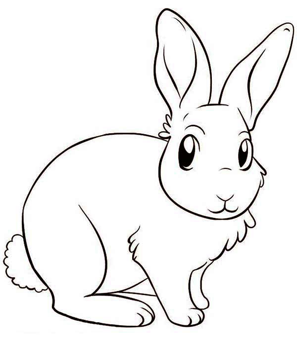 600x713 Bunny Rabbit Drawing How To Draw A Realistic Sweet Sardinia - Realistic Rabbit Drawing