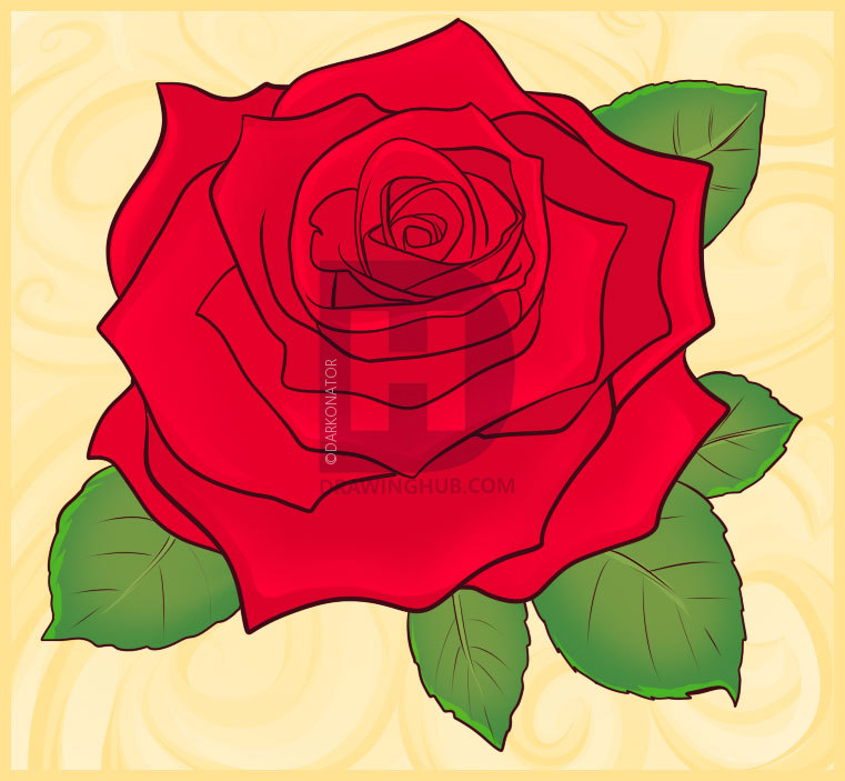761x703 How To Draw A Realistic Rose, Draw Real Rose, Step - Realistic Rose Drawing