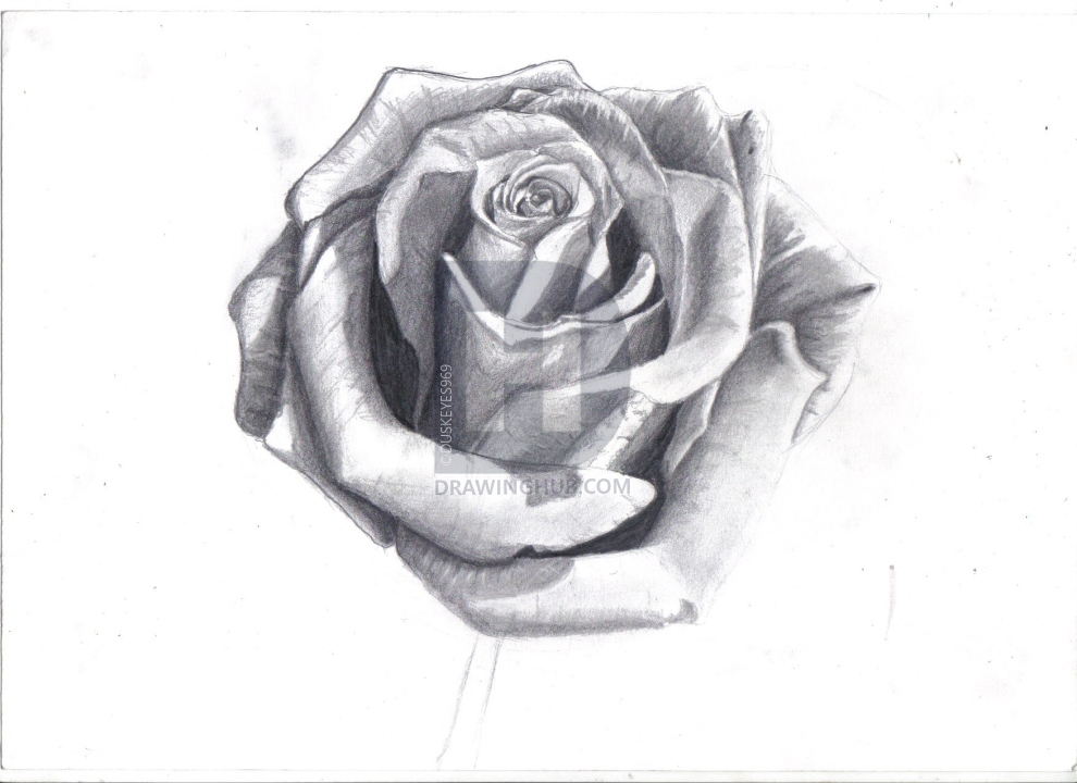 990x720 How To Draw A Rose In Pencil, Draw A Realistic Rose, Step - Realistic Rose Drawing
