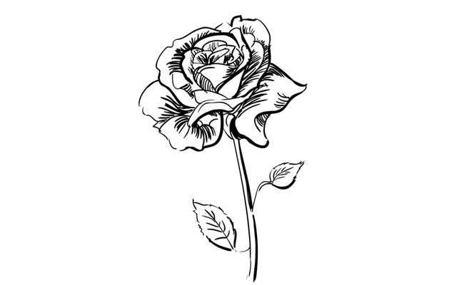 650x400 How To Draw A Realistic Rose - Realistic Rose Drawing