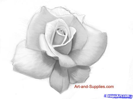 454x340 How To Draw A Rose In Pencil, Step - Realistic Rose Drawing