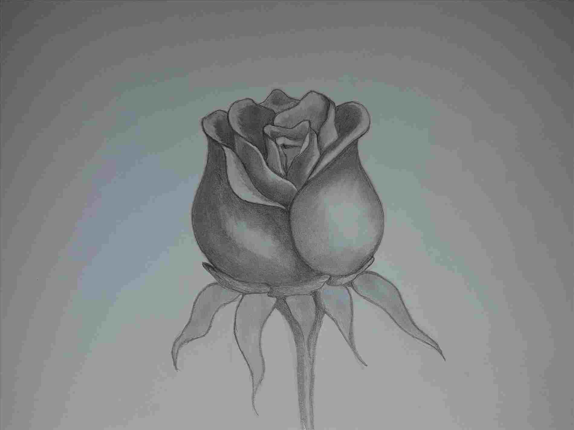 1899x1424 Realistic Flowers Drawings - Realistic Rose Drawing